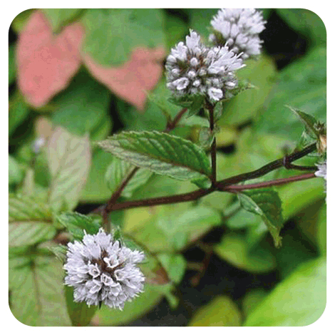 fleur de menthe